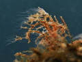   Pelmatohydra oligactis Gestielte Swasserpolypen  
